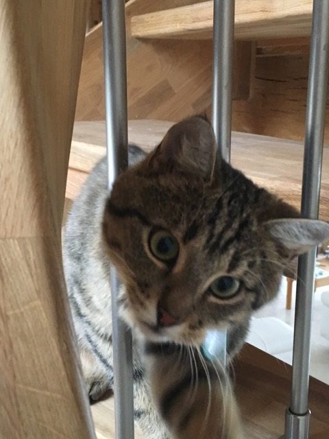 cat peeking out between spindles on a staircase