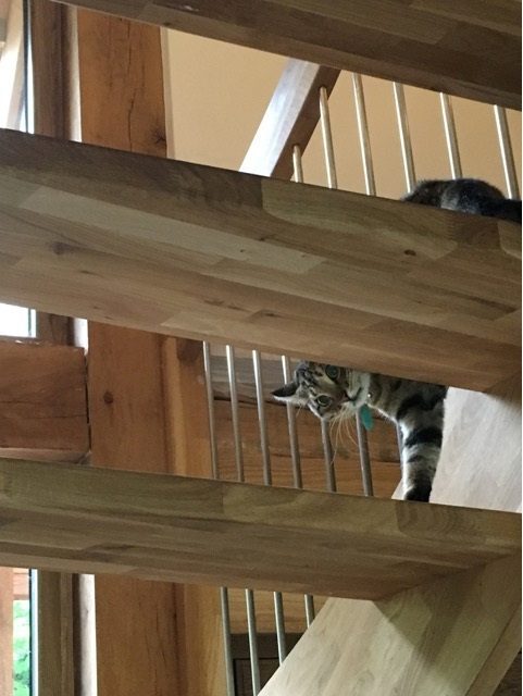 open riser stair with cat